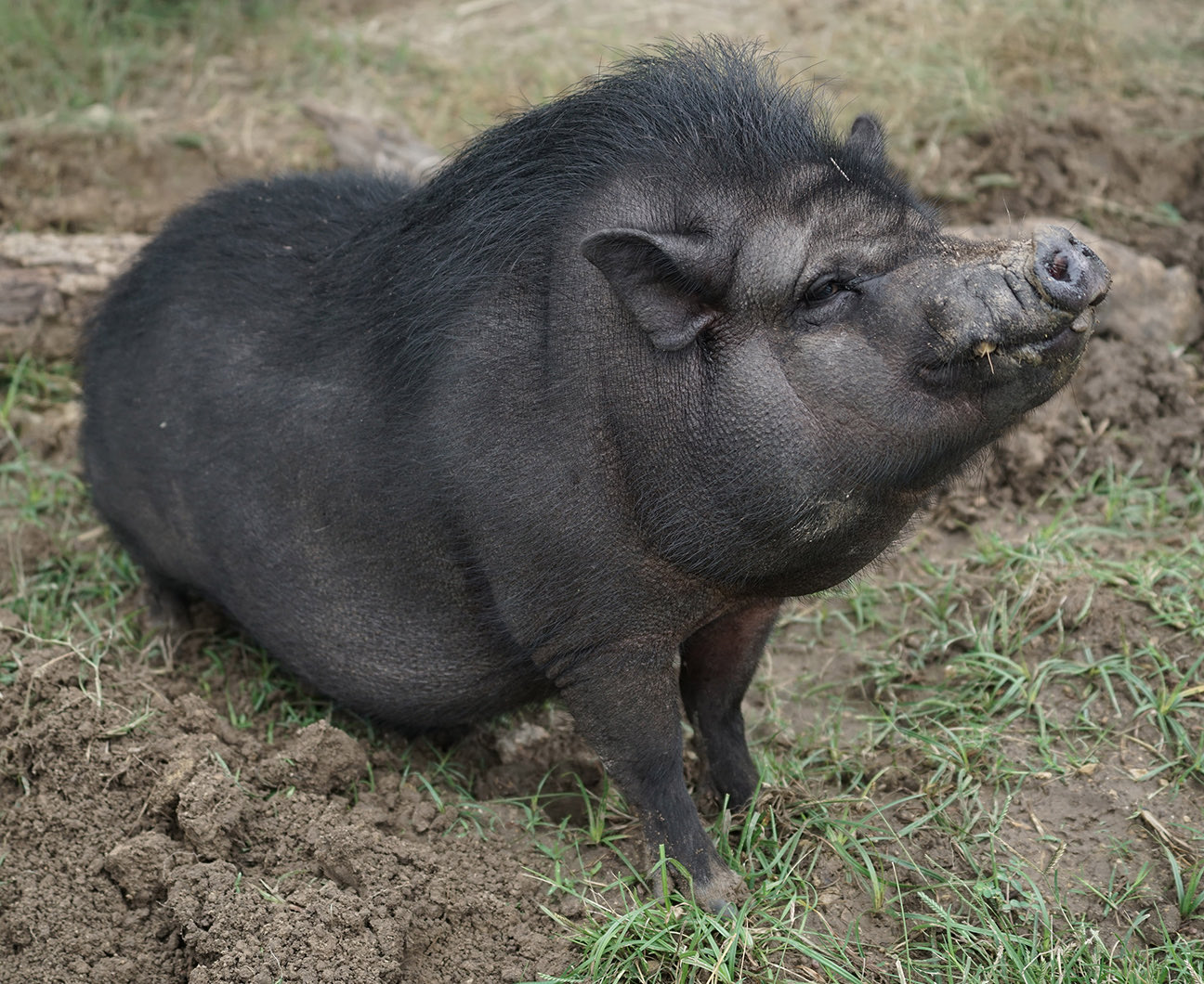 ミニブタ（ポットベリーピッグ） - 動物図鑑 - 動物写真の