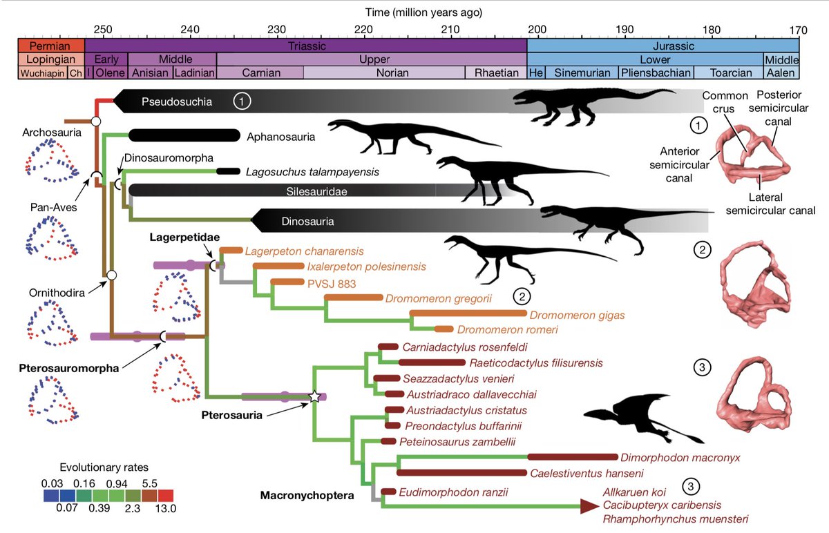 We show that lagerpetids bridge the temporal and anatomical gap to pterosaurs. Our phylogeny implies that pterosaur evolution does not require very high rates of evolution if lagerpetids are included as their sister group 3/9