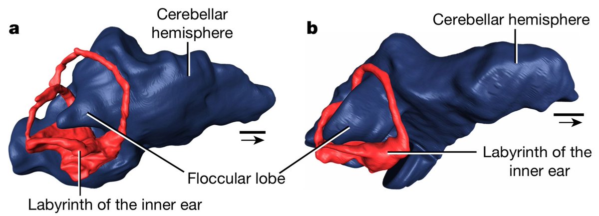 Support for our hypothesis of evolutionary relationships comes from across the entire skeleton, and also from neuroanatomical information. Lagerpetids were prob. quite active animals, possibly arboreal & their sensory capabilities might have paved the way for pterosaurs 4/9