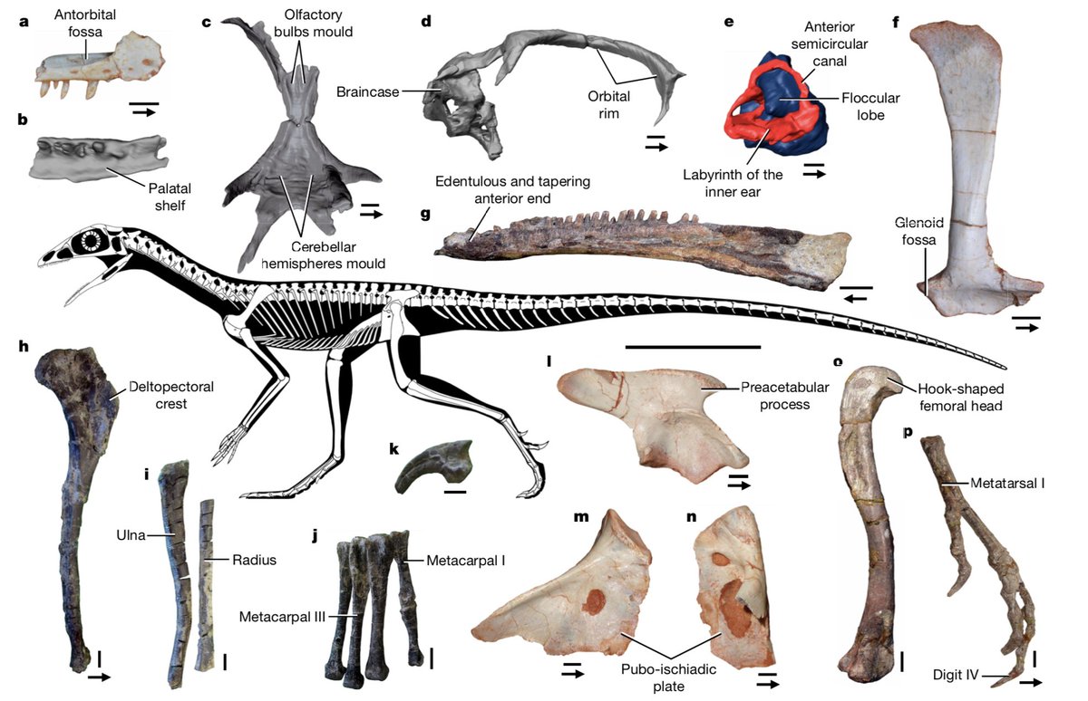 Support for our hypothesis of evolutionary relationships comes from across the entire skeleton, and also from neuroanatomical information. Lagerpetids were prob. quite active animals, possibly arboreal & their sensory capabilities might have paved the way for pterosaurs 4/9