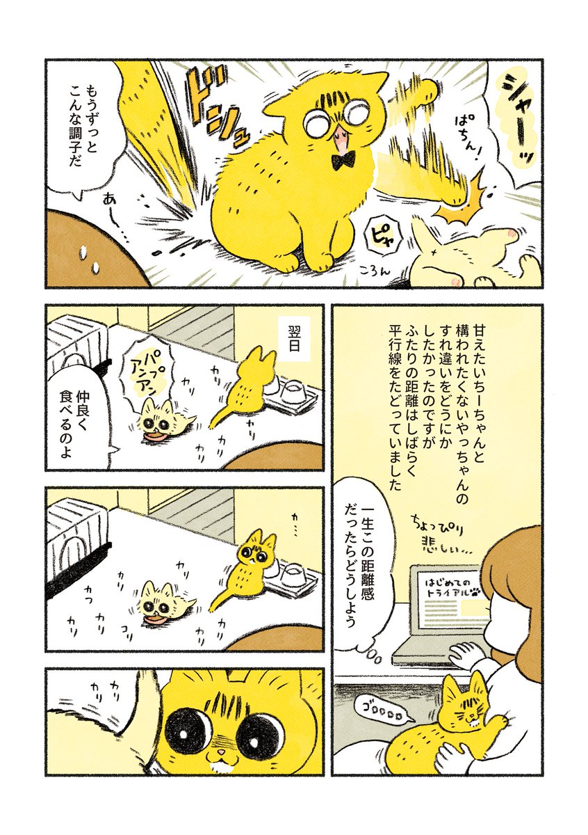 やち姐さん 