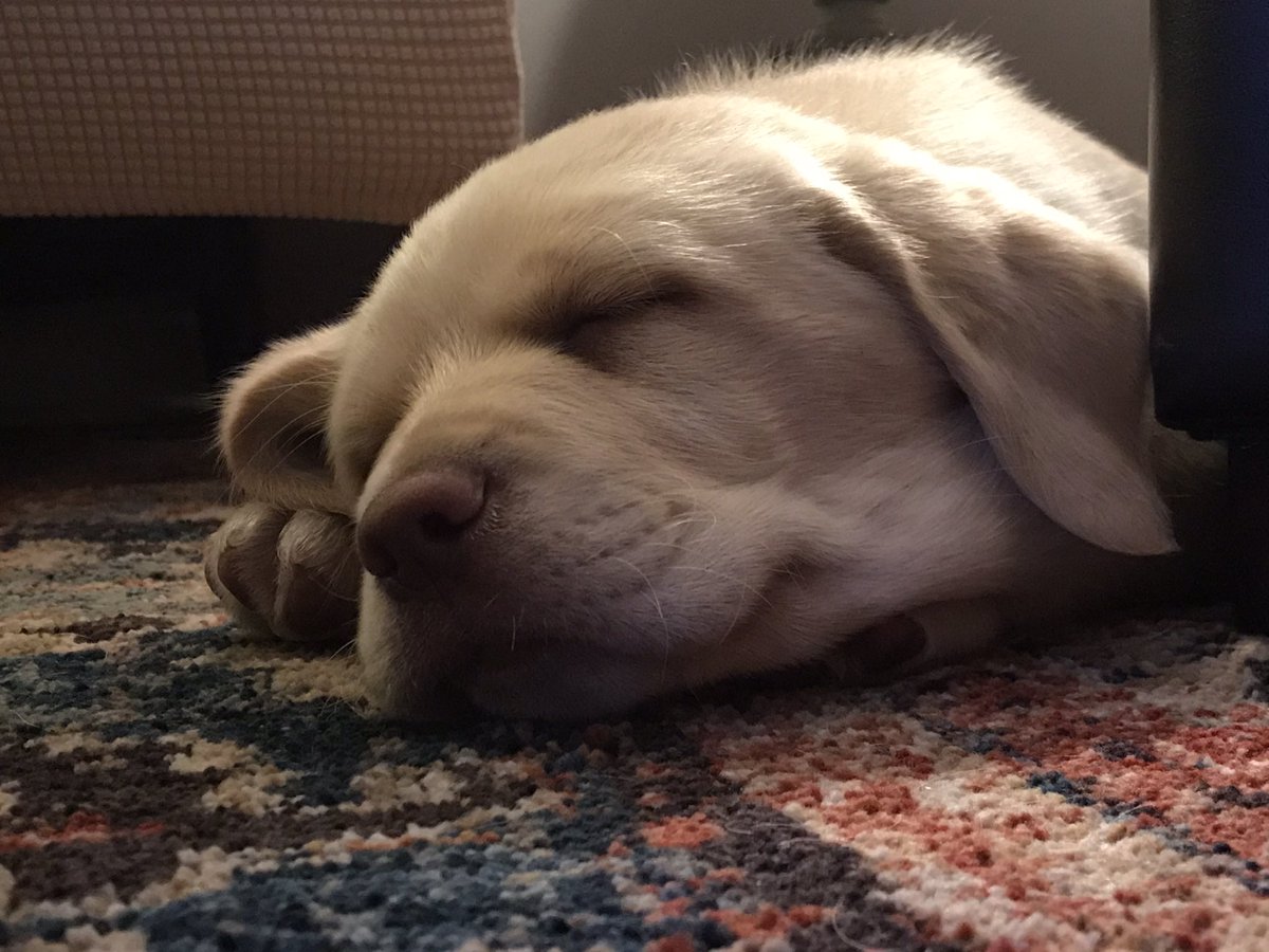 Up to early because we have a new puppy...Max <a href="/kasie/">Kasie Hunt</a> #waytooearly and love your show