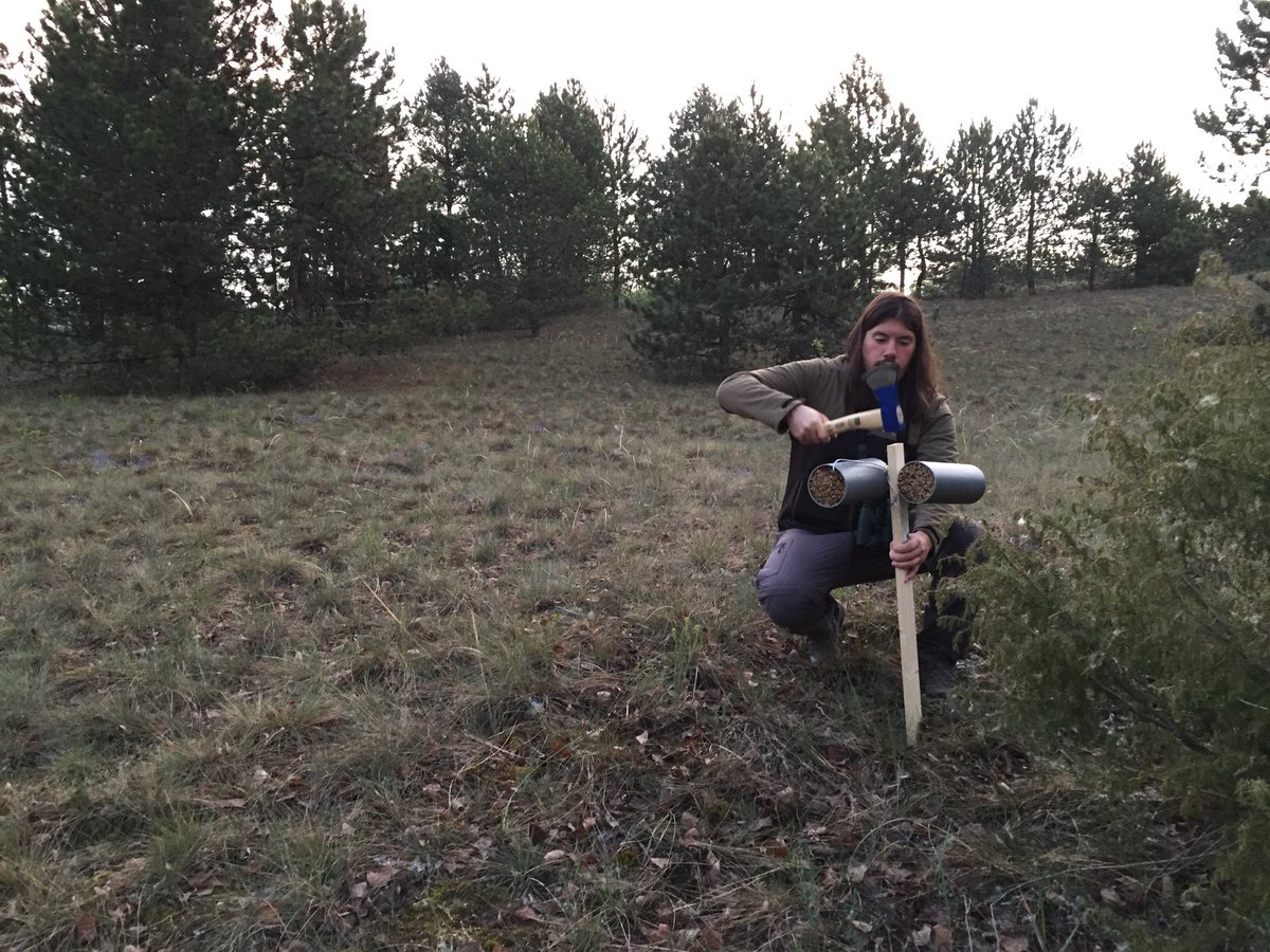 BioBlitz_Tapada's tweet photo. 🧵1/4 Conheça a equipa de Mamíferos! 
 🦔🦊🐾🐇🐿️
Fabio Marcolin é investigador no @CEF_Research. Investigador em ecologia da conservação de aves e mamíferos carnívoros e mais recentemente na gestão de aves #exóticas em na Europa. 
#BioBlitzTapada #Mamíferos https://t.co/HMNABEPgLa