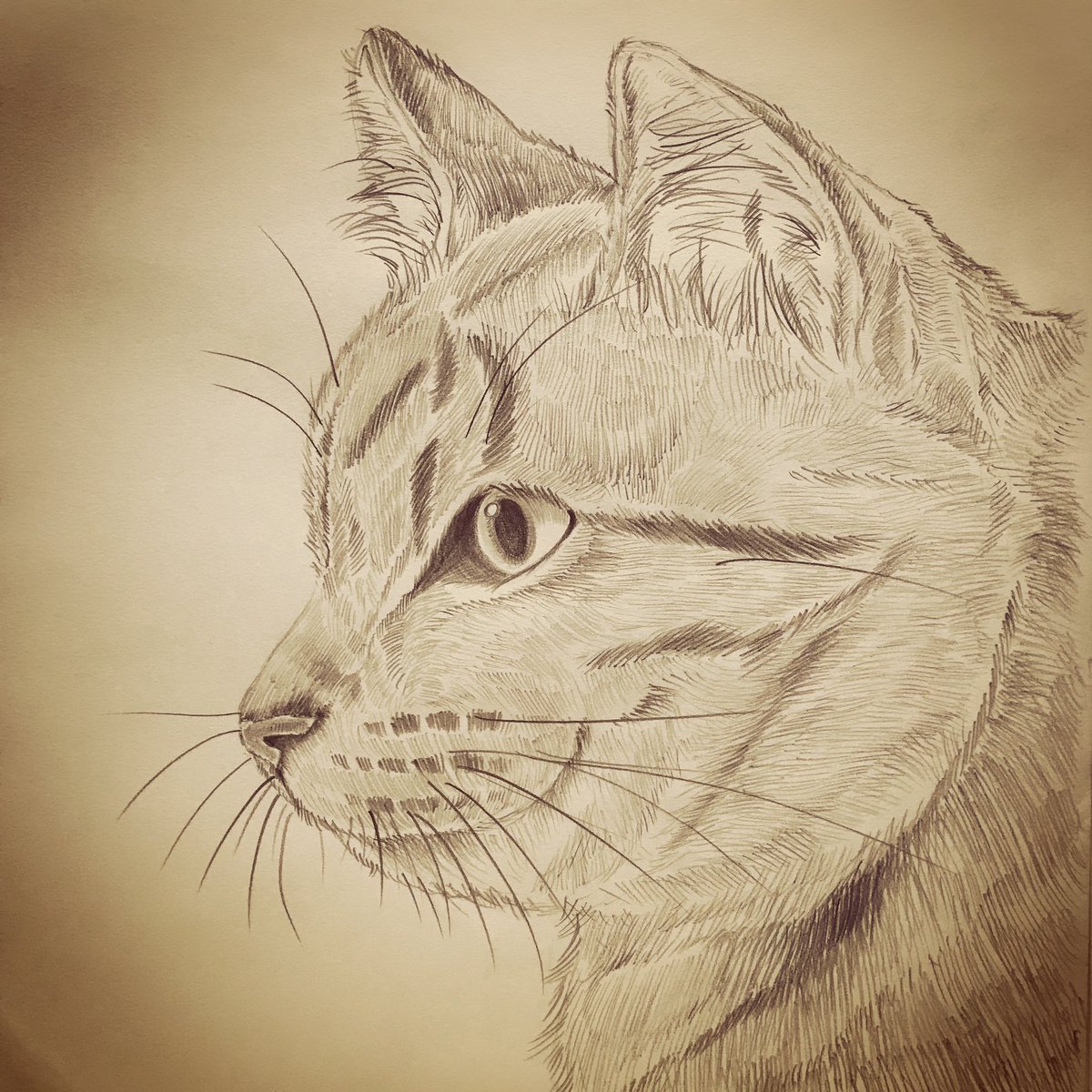Yukari 横顔 猫 イラスト イラストレーション 鉛筆画 絵描きさんと繋がりたい イラスト好きさんと繋がりたい 猫好きさんと繋がりたい Cat Illustration