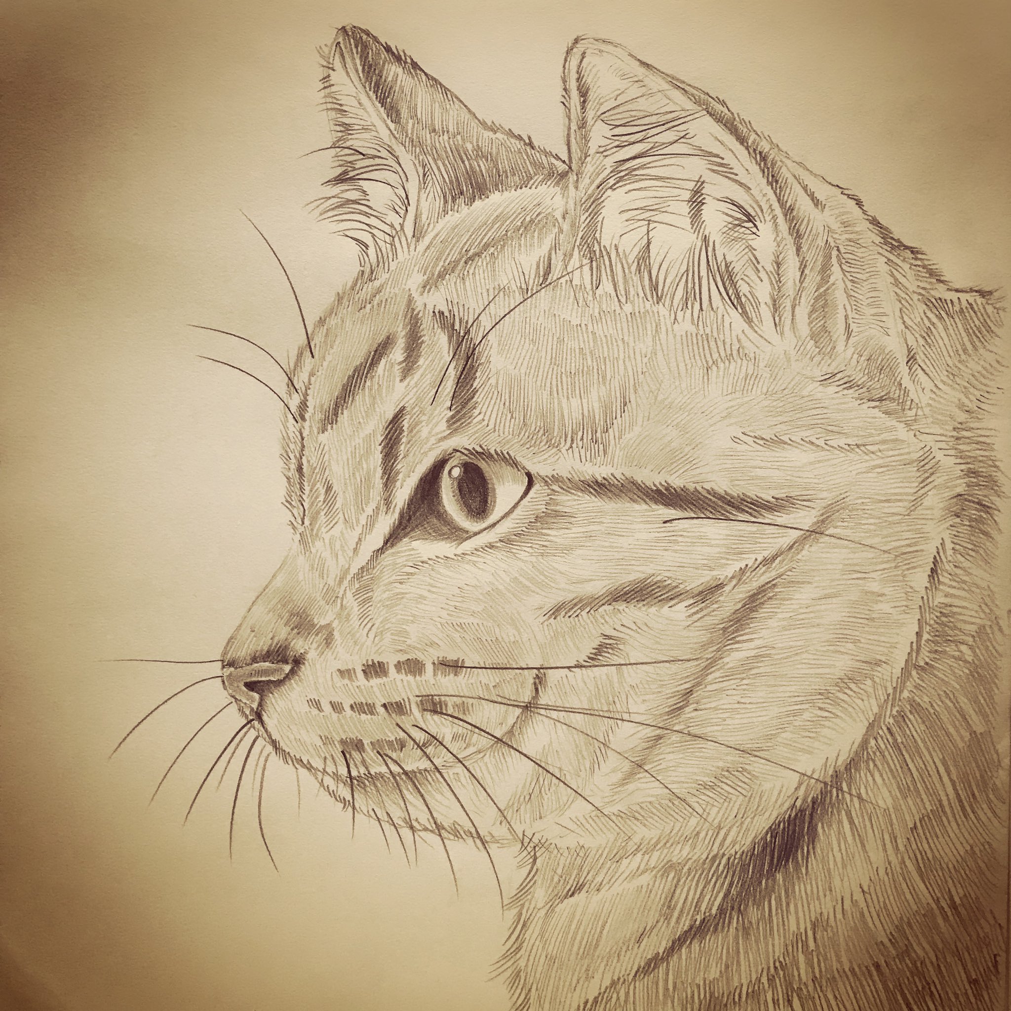 Yukari 横顔 猫 イラスト イラストレーション 鉛筆画 絵描きさんと繋がりたい イラスト好きさんと繋がりたい 猫好きさんと繋がりたい Cat Illustration T Co 815m3alh1y Twitter