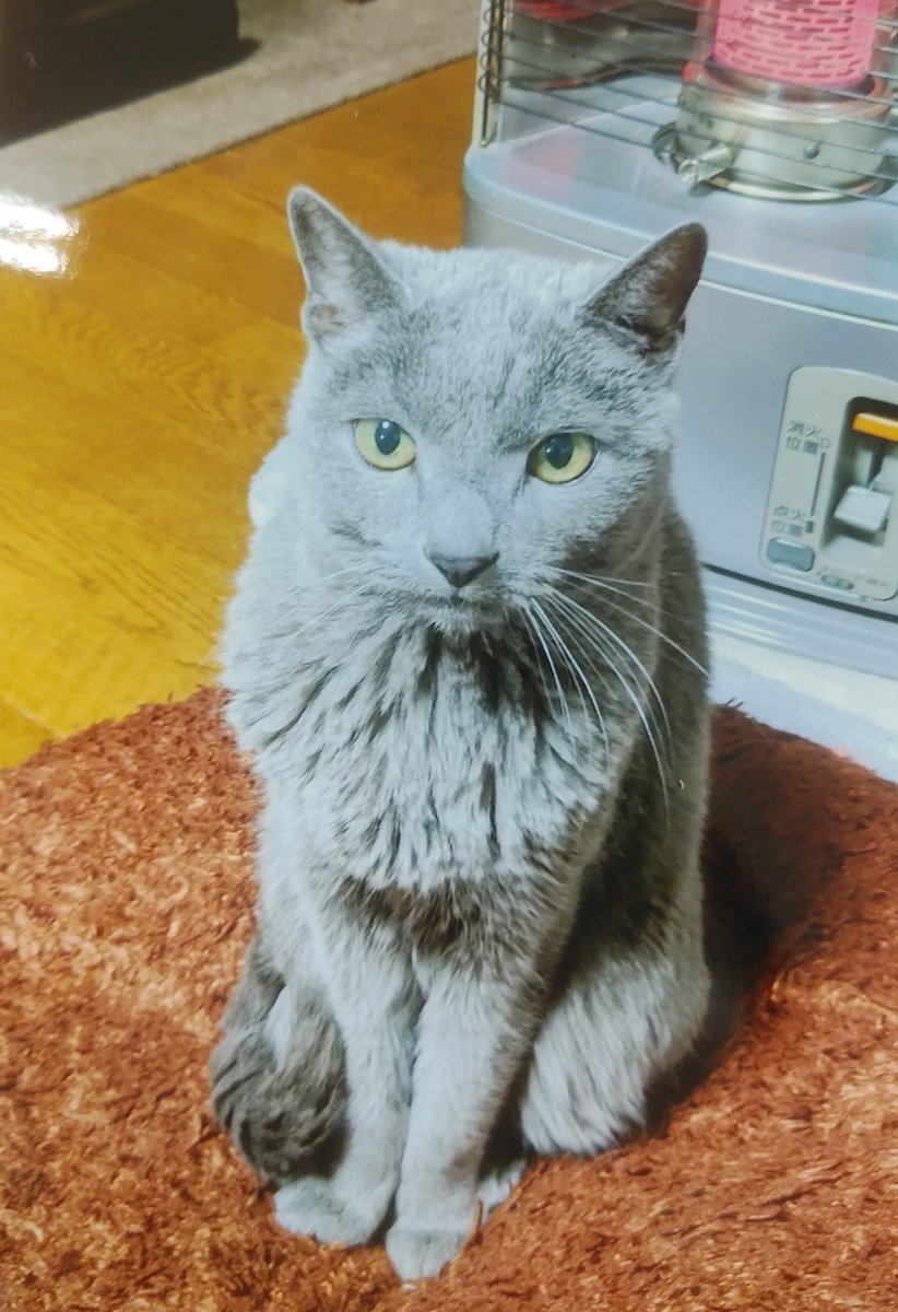 kano_ko_x's tweet photo. 友人の猫が12/8の夕方頃、福島県いわき市四倉町梅ヶ丘の自宅から脱走してしまいました。
名前はペンペン、11歳の男の子であまり大きな声で鳴きません。完全室内飼いでした。
似た猫を見かけた方はご連絡お願いします。
#迷い猫 https://t.co/GeBWZUDVAw