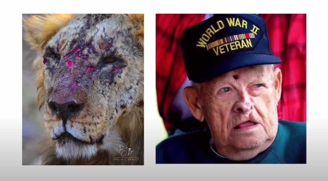 "Protect is the pillar most rooted in biology - even in lion prides"hoo boy.