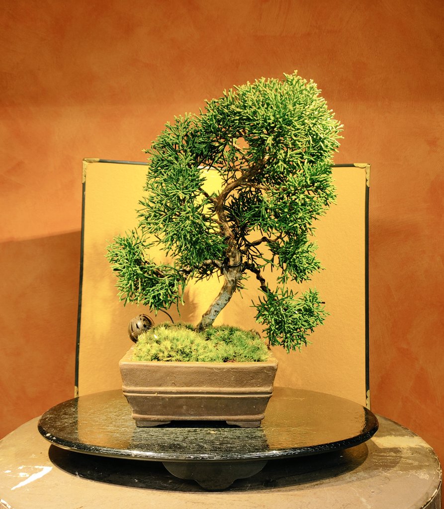 Szk 枝棚つくりに初挑戦 我が家のトイレはxmas仕様に 盆栽 Bonsai 真柏 杉 盆栽清香園 Bonsai Seikouen 彩花盆栽教室 Szk 枝棚つくりに初挑戦 我が家のトイレはxmas仕様に 盆栽 Bonsai 真柏 杉 盆栽清香園 Bonsai Seikouen 彩花盆栽教室