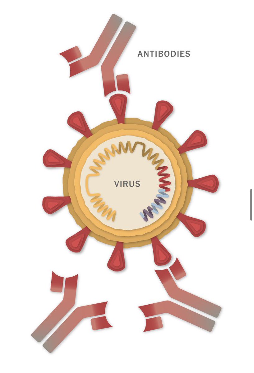 مثل لقاح  #Pfizer، يعتمد لقاح  #Moderna على التعليمات الجينية للفيروس لبناء Spike protein.
