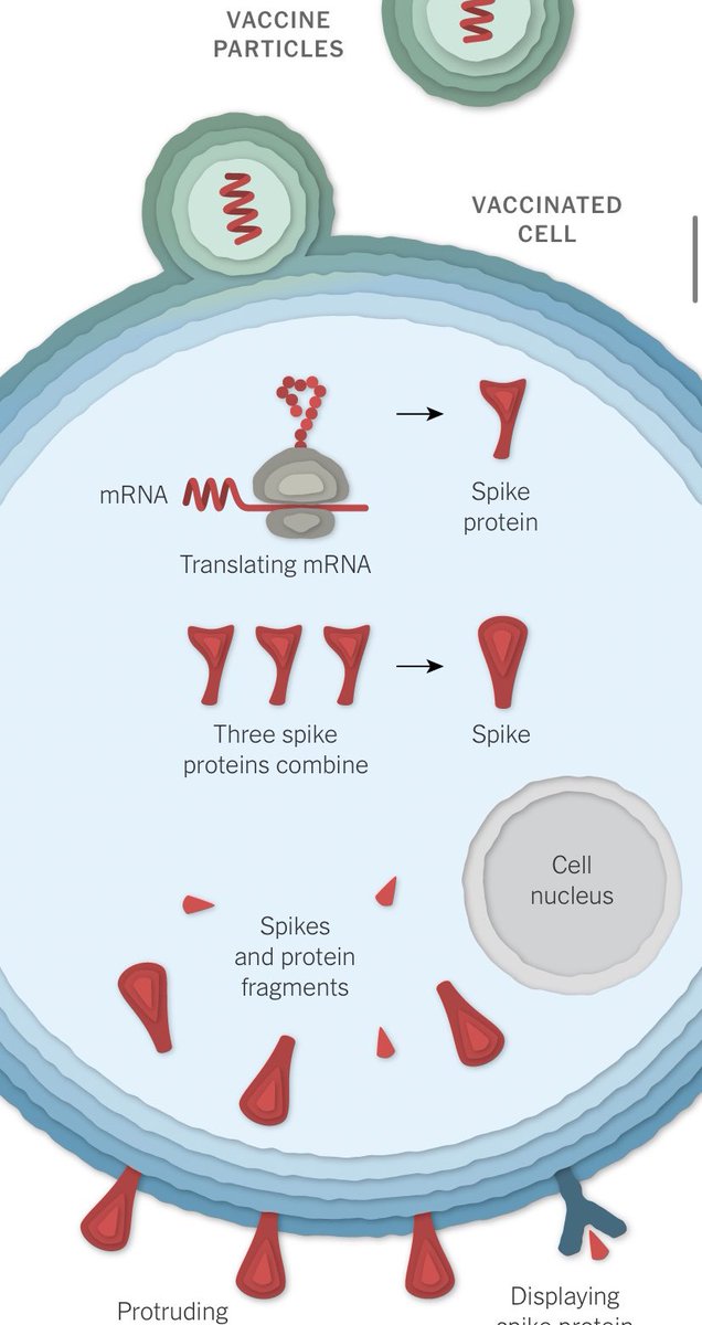 بعد الحقن، تصطدم جزيئات اللقاح بالخلايا وتندمج فيها ،مما يؤدي إلى إطلاق mRNA. تقرأ جزيئات الخلية تسلسلها وتبني Spike proteinsيتم تدمير mRNA من اللقاح في نهاية المطاف بواسطة الخلية، دون ترك أي أثر دائم