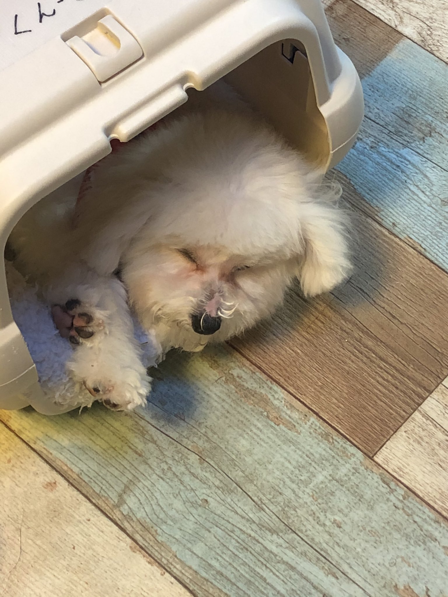 تويتر くんきゅう على تويتر 犬種は と聞かれて ビションフリーゼです と答えると ってなる人もいるから これからは クレヨンしんちゃんのシロと同じ犬種です と答えよう わんこ こいぬ 子犬 ビションフリーゼ クレヨンしんちゃん