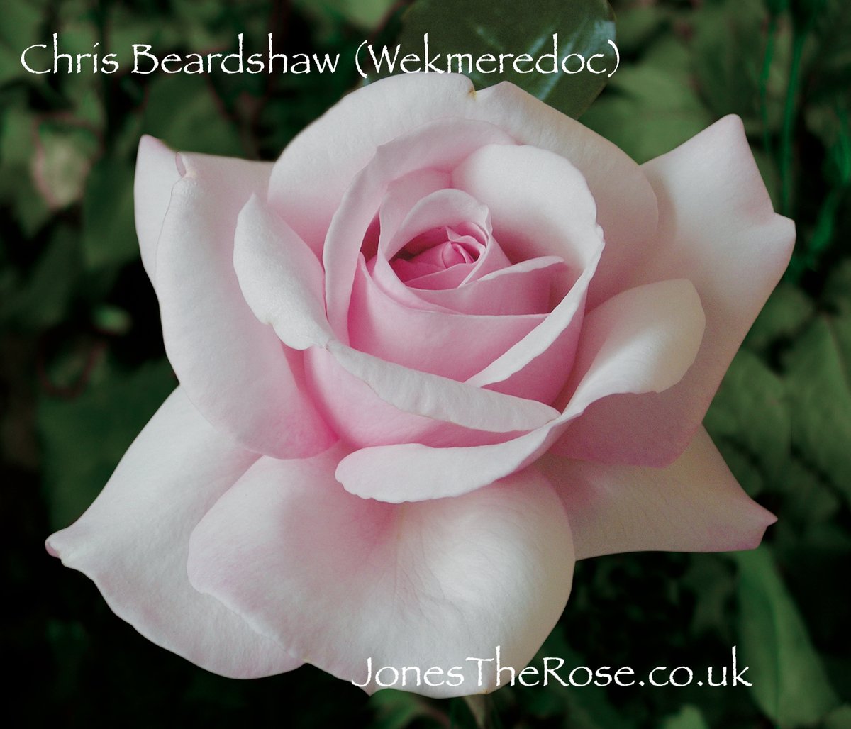 JonesTheRose's tweet photo. Chris Beardshaw... one for the vase, I think... Just how perfect is that form? Just got some of these from the field and had to post! https://t.co/KCpblvxdJO #pinkroses #pinkrose #perfectrose #jonestherose #therosepeople #theroseexperts https://t.co/Y4HRmqgZMZ