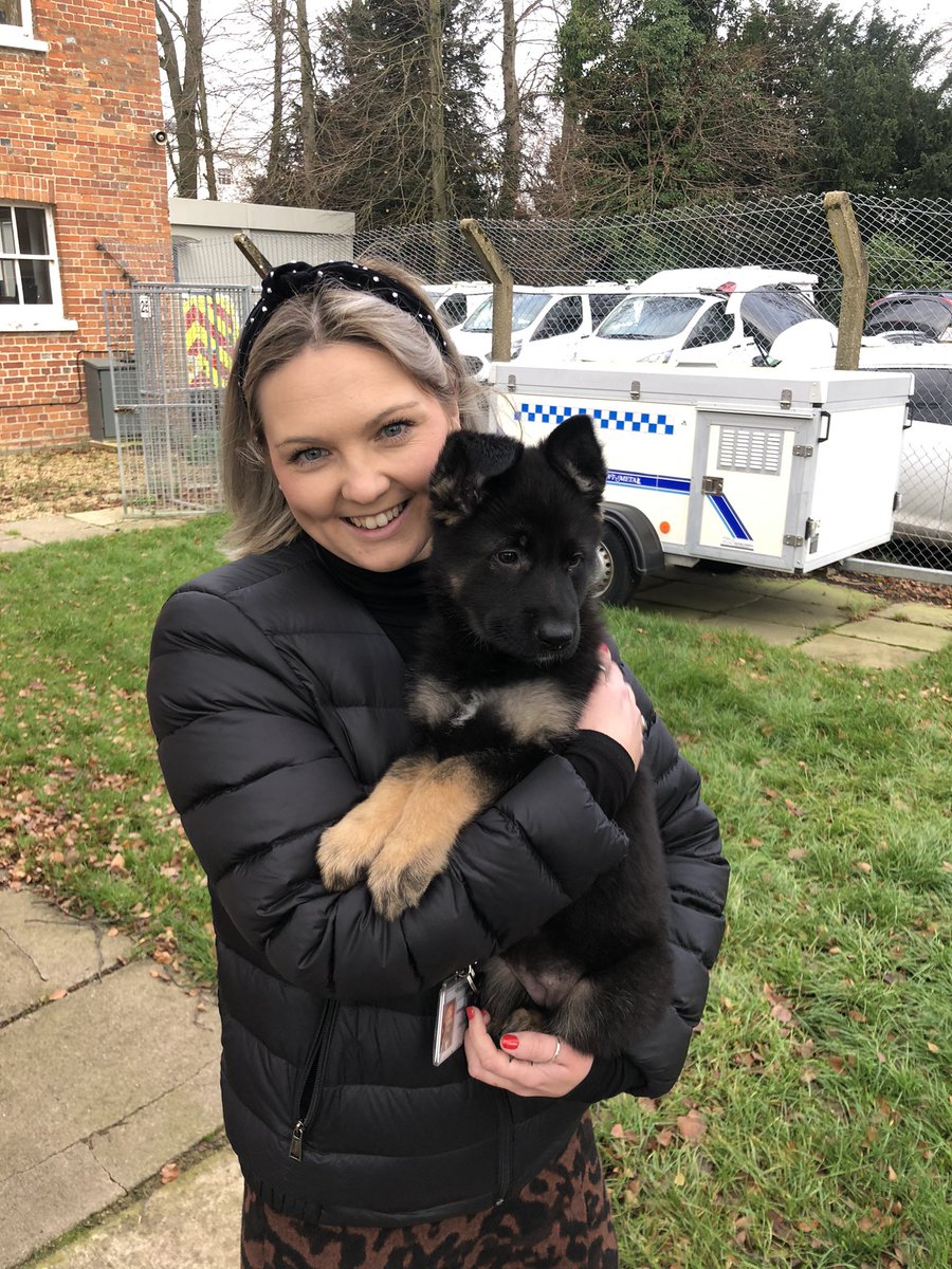 CloAllen's tweet photo. @HantsTVPolDogs @ThamesVP @TVPpuppywalker She is so adorable so pleased I got to meet her today 🥰 https://t.co/WpdlQxgEwb