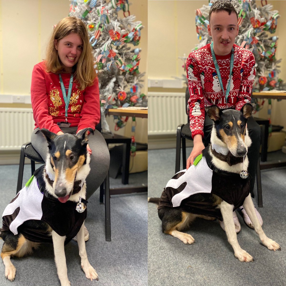 ILSBridgendColl's tweet photo. ILS OCR2 had another fab morning training and walking Lyra the Smooth Collie. Lyra even got invited into the Xmas jumper photos 🎅🏽🤶🏽🐾 #therapydog #tistheseason #smoothcollie @BridgendCollege https://t.co/qZyKl2XeWv