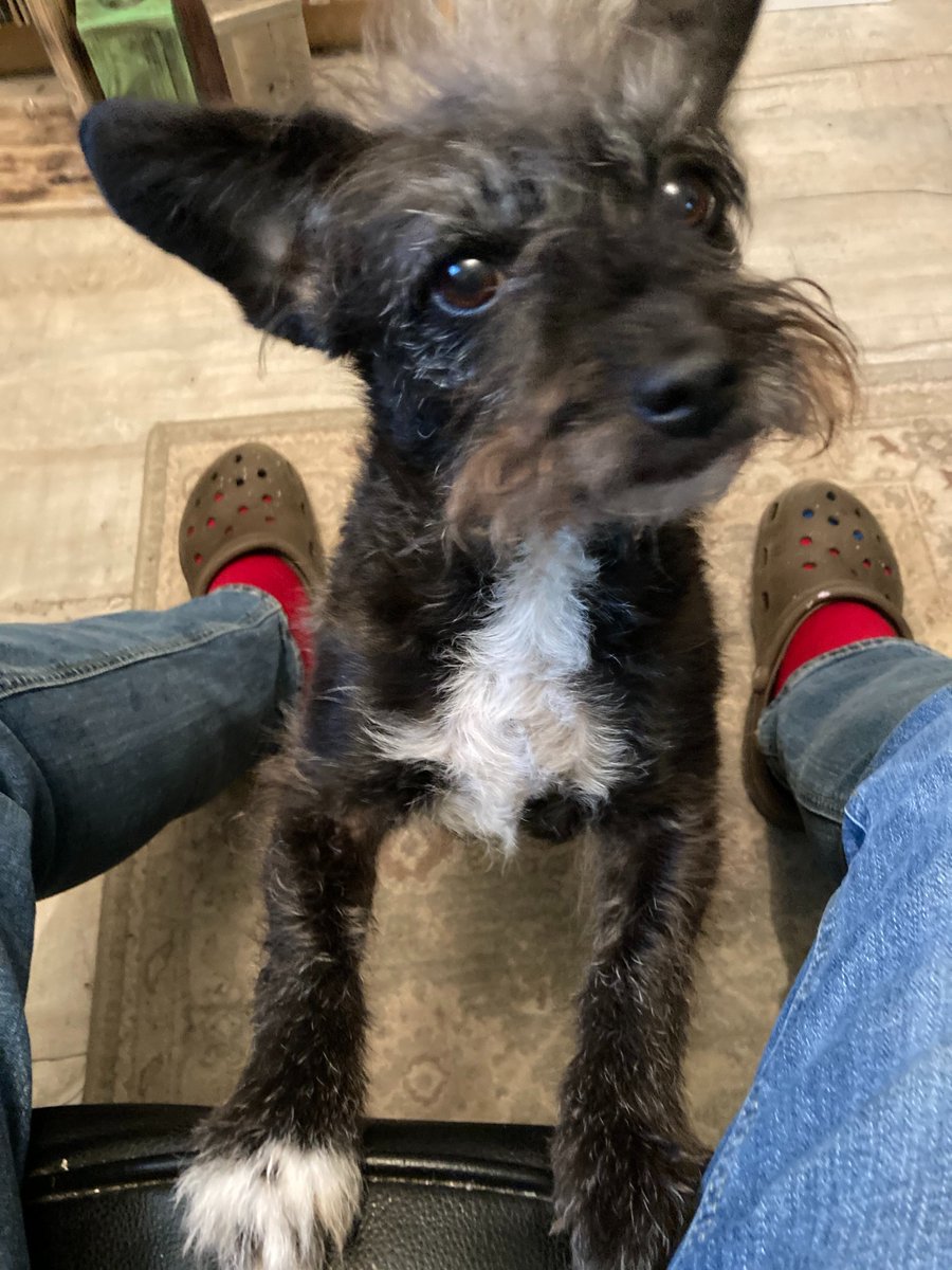 ProgWinds's tweet image. Scruffy &apos;apeth! But she&apos;s MY scruffy &apos;apeth! #Progdog