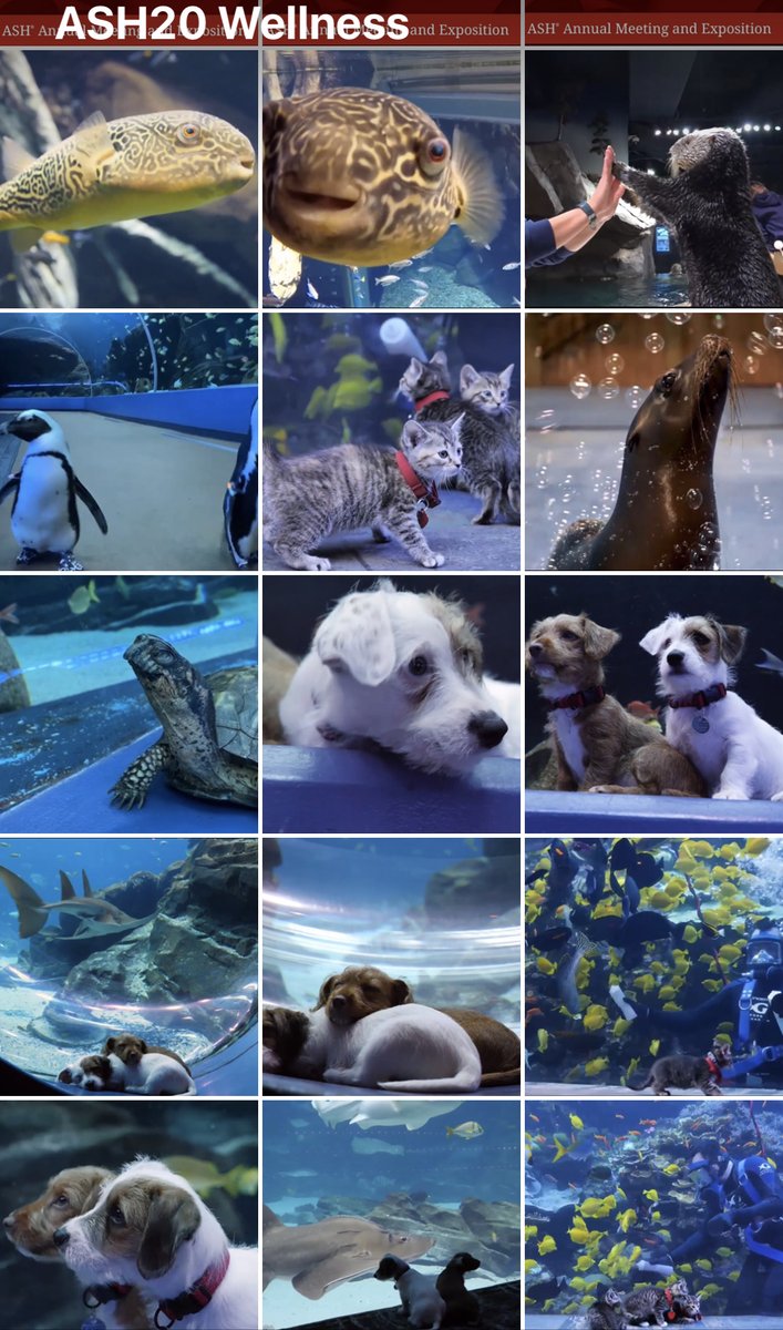 feldstej's tweet photo. #ASH20 #ASHFromHome #ASHFromWork #ASHKudos #BestOfASH #ReHash #ASHWellness #WednesdayThoughts #WednesdayVibes #WednesdayMood #WednesdayViews #WednesdayWellness https://t.co/QfYj0fLveI