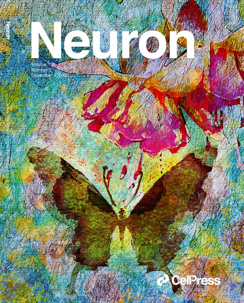 NeuroCellPress's tweet photo. Check out our latest issue: https://t.co/ImgPc6z4Dp
Cover is by Yeon Jin Kim, for Rachel Wong & coll.'s paper looking into how the specialized foveal microcircuitry develops in humans
https://t.co/uCBe53YVlK https://t.co/cIy5v6CwuS