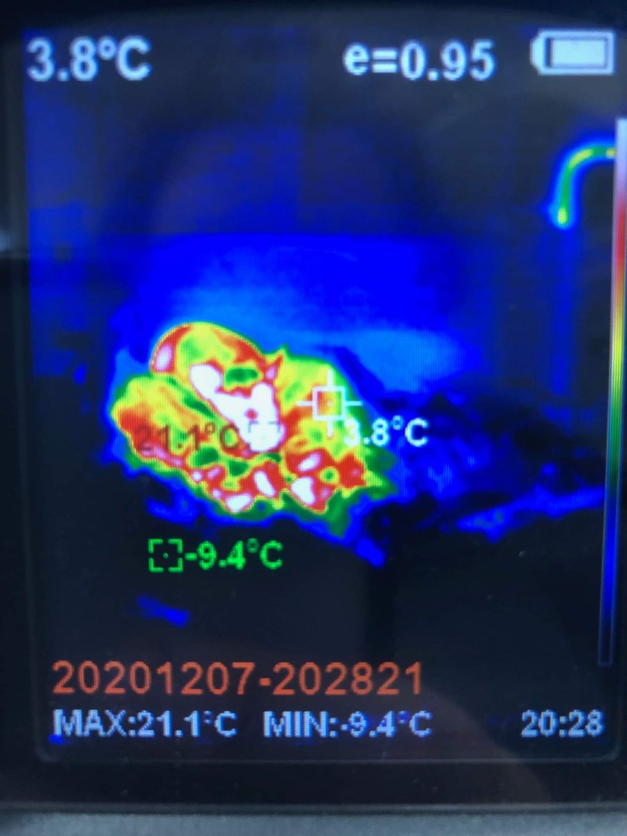 HEEFS_'s tweet photo. Good morning from #ThisOldBarn! I had a chance to walk around with #CaregiverAndrea's thermal imaging camera during the -8 C morning, results were interesting and cute! 
In the photo you can see Bella hanging out under her heat lamp.  Full story here, https://t.co/KxA0Z1mnG8 https://t.co/b7XGpKZGxl