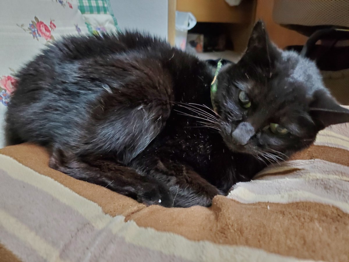 長田京子 きよぴぃ 検査の結果 改善している数値もあるけど 貧血 の症状が出ているとの事 貧血になると胃腸にも影響が出るため 気持ち悪くて食欲不振になり 水も飲まない 投薬 注射より まずは食べる事 飲む事 という訳で 吐き気を