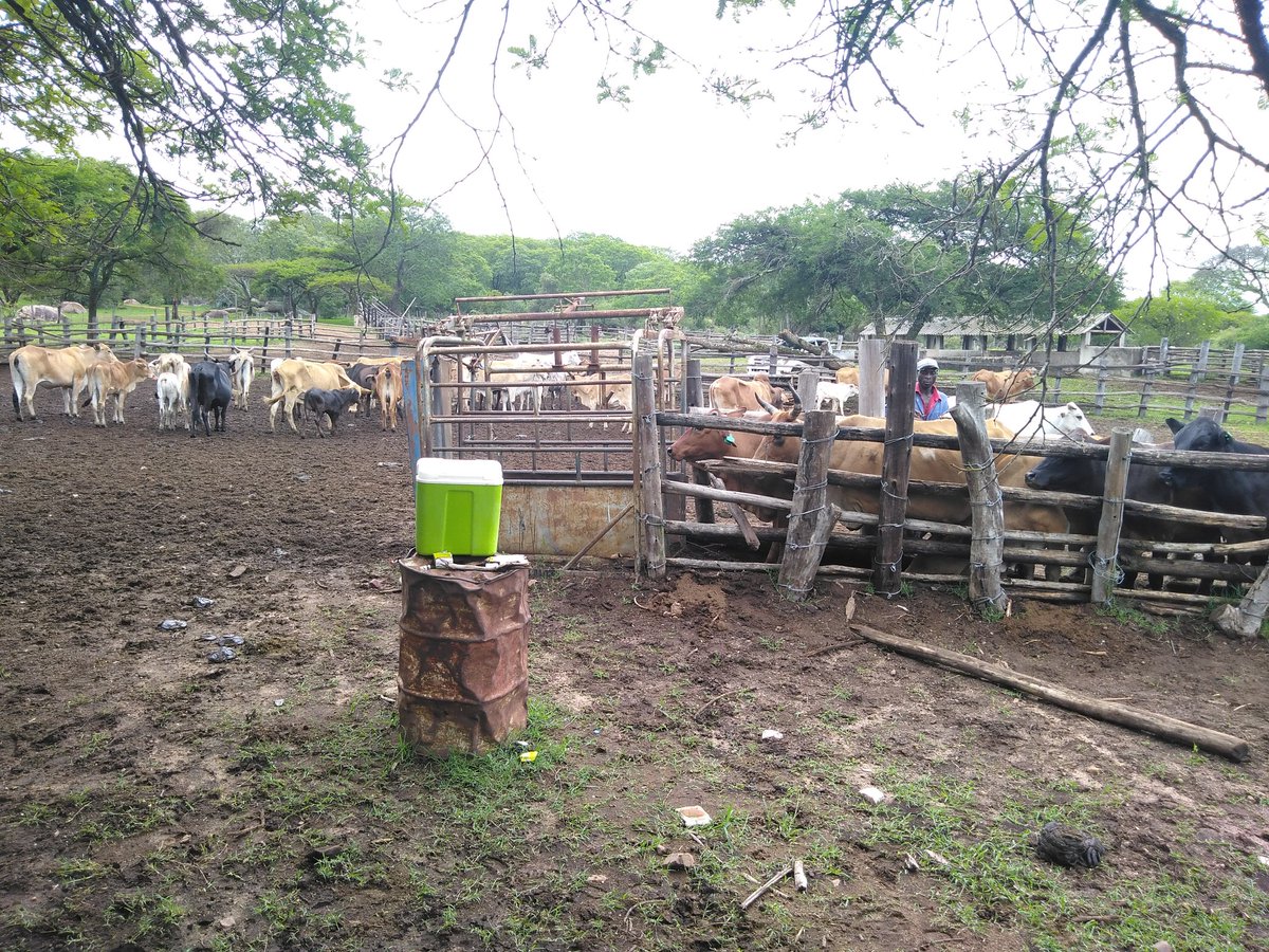 ThamuTawengwa's tweet image. Busy but productive day pa farm. 👨🏾‍🌾
Spent the day vaccinating for #LumpySkin.