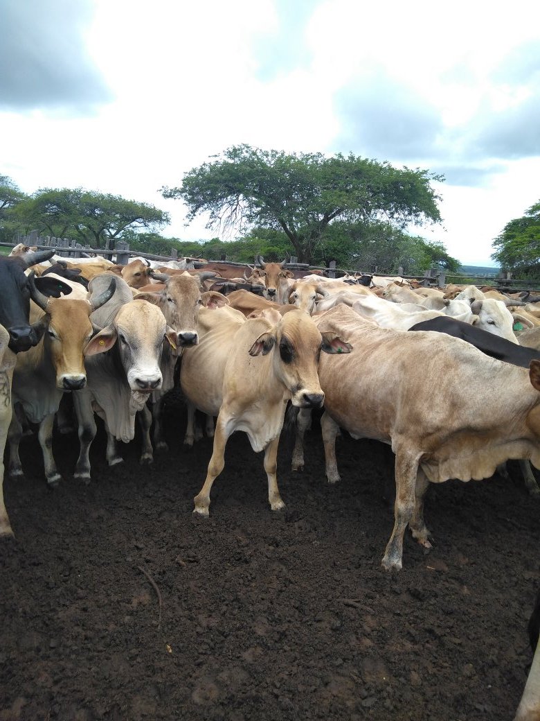 ThamuTawengwa's tweet image. Busy but productive day pa farm. 👨🏾‍🌾
Spent the day vaccinating for #LumpySkin.