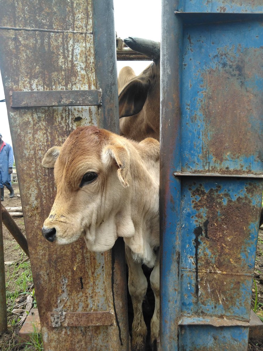 ThamuTawengwa's tweet image. Busy but productive day pa farm. 👨🏾‍🌾
Spent the day vaccinating for #LumpySkin.
