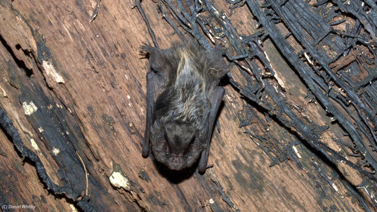 Mammal Society tweet media