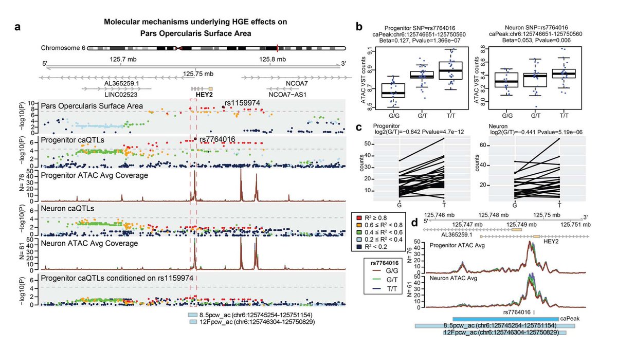 Our study of the evolutionary history of common genetic variants influencing human cortical surface area, based on brain MRI &amp; DNA data from ~34,000 people, is published today, open access:
academic.oup.com/cercor/advance…