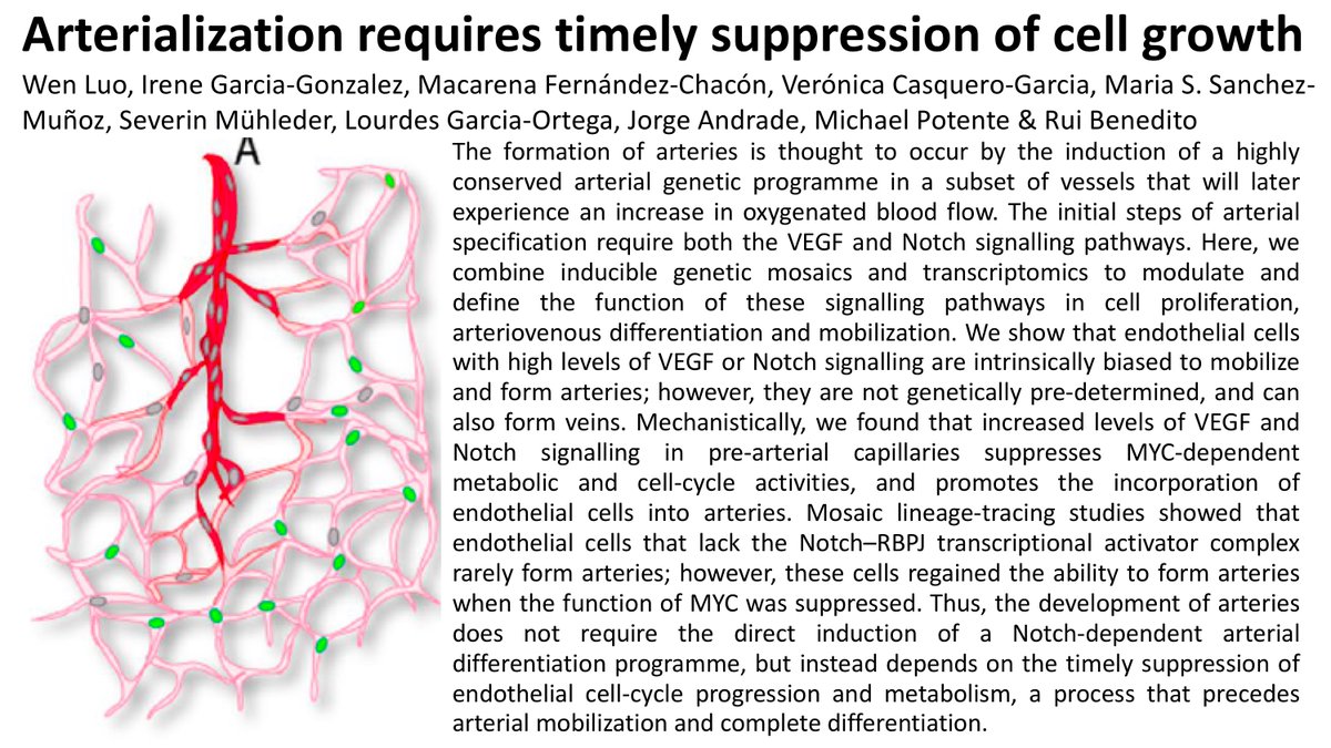 Exciting new work from @RuiBeneditoCNIC lab published in <a href="/nature/">nature</a> extending and revising the role of Notch signaling during arterialization (nature.com/articles/s4158…).