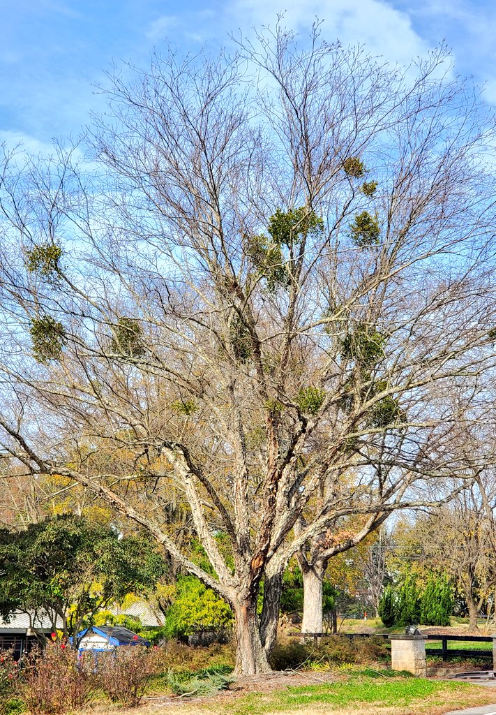 Here's the tree I pass by daily in Raleigh, infested with mistletoe. So if you live in treed areas right now, look up, you'll probably find some and you, too, can annoy your partner or kids with random mistletoe facts.