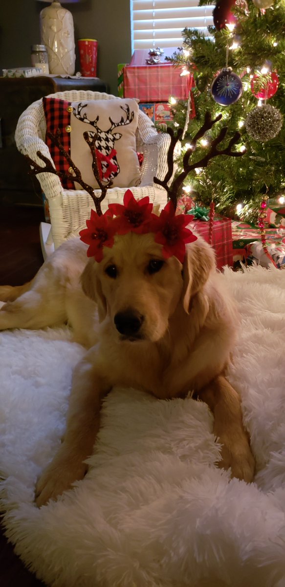 Lilly can't wait to see what Santa brings, she's been a pretty good girl this year! #happydogs #mansbestfriend #christmas2020 #covidchristmas2020 #NiceList

Photo courtesy of Heather Rouse