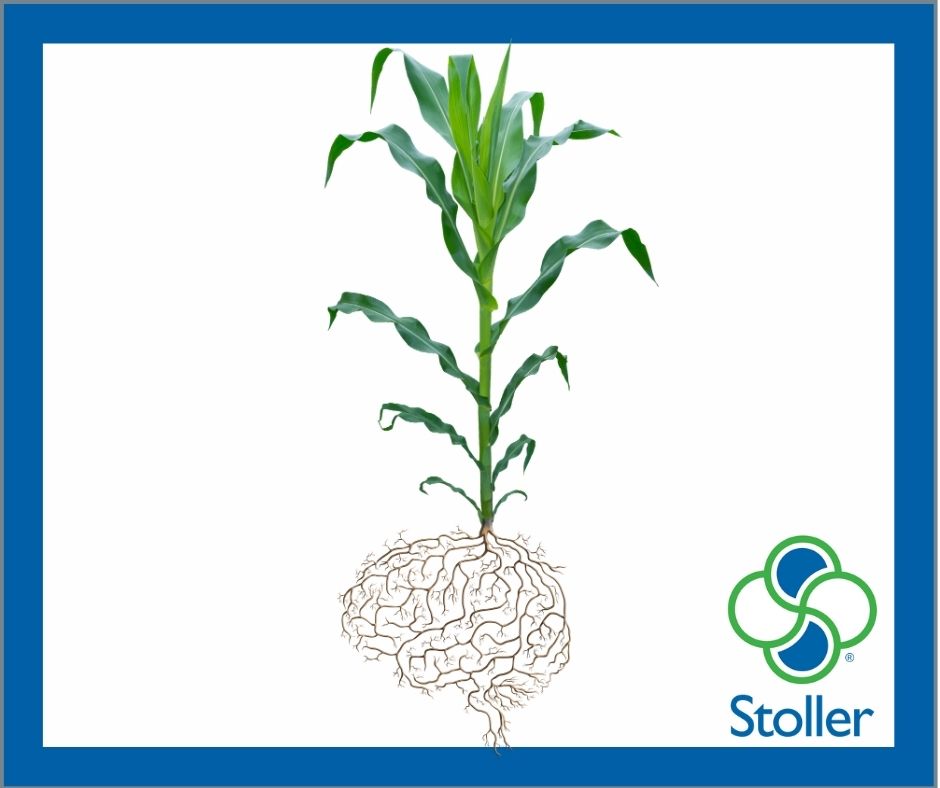 Root tips serve as the “brains” of the plant; the growth control center, regulating most plant growth processes. Maintaining a vigorous root growth throughout the life cycle of the plant helps maximize yield potential.