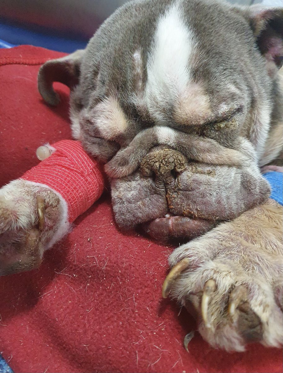 joynes85's tweet photo. ⚠️ upsetting. Appeal for info this poor bulldog was handed into vets on Conway Street in Birkenhead on Sunday at around 4pm. The male said he had found her in Victoria Park Rock Ferry. He refused to leave any details and left. She devastatingly hasn’t made it 💔💔💔 📞03001238018 https://t.co/YBiOvoLka6