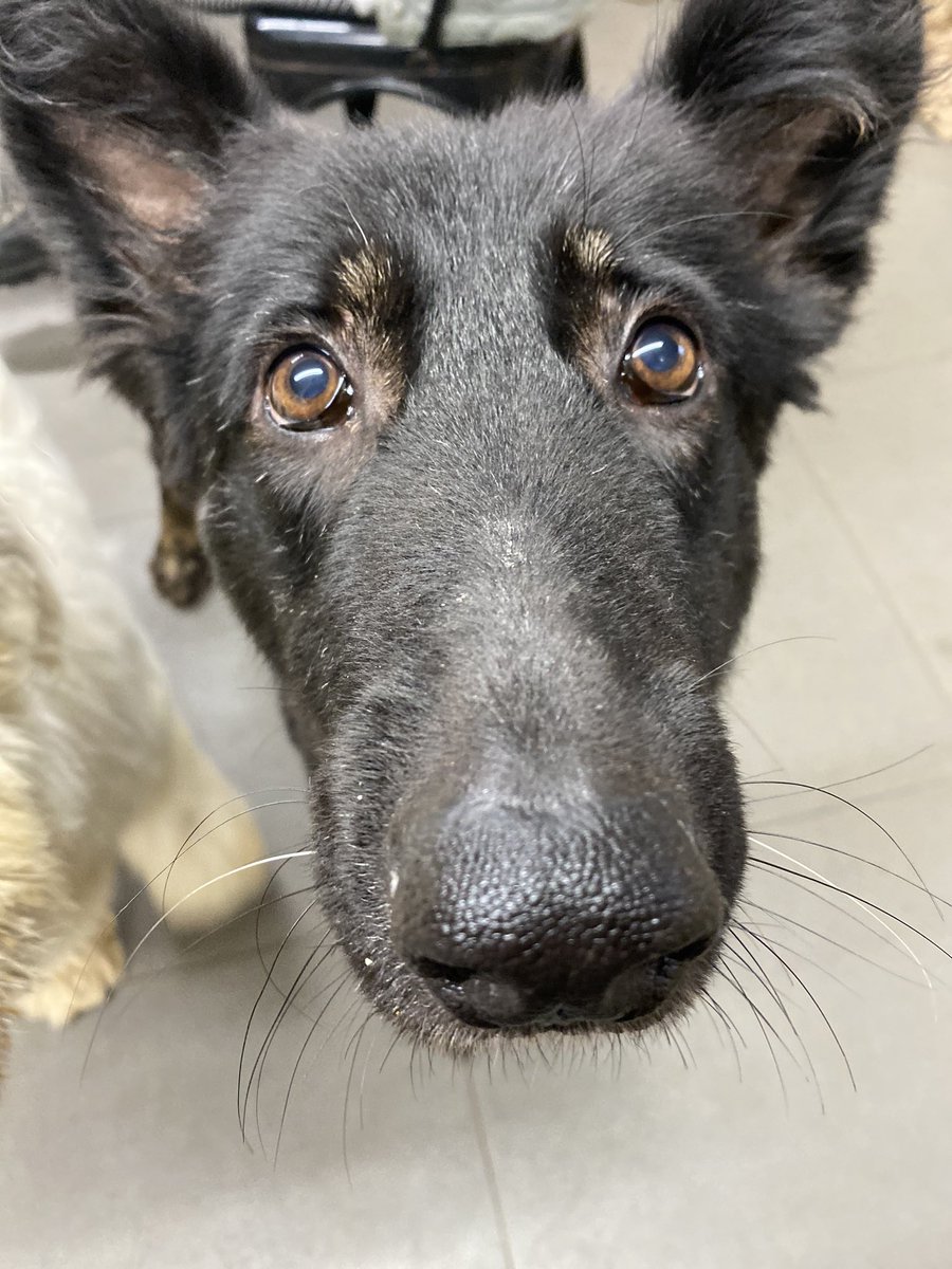 lost_souls10's tweet photo. Sanctuary babies 🥰 #SanctuaryDog #RescueDog #CuteDog #LostSoulsSanctuary https://t.co/z1gl673k5R