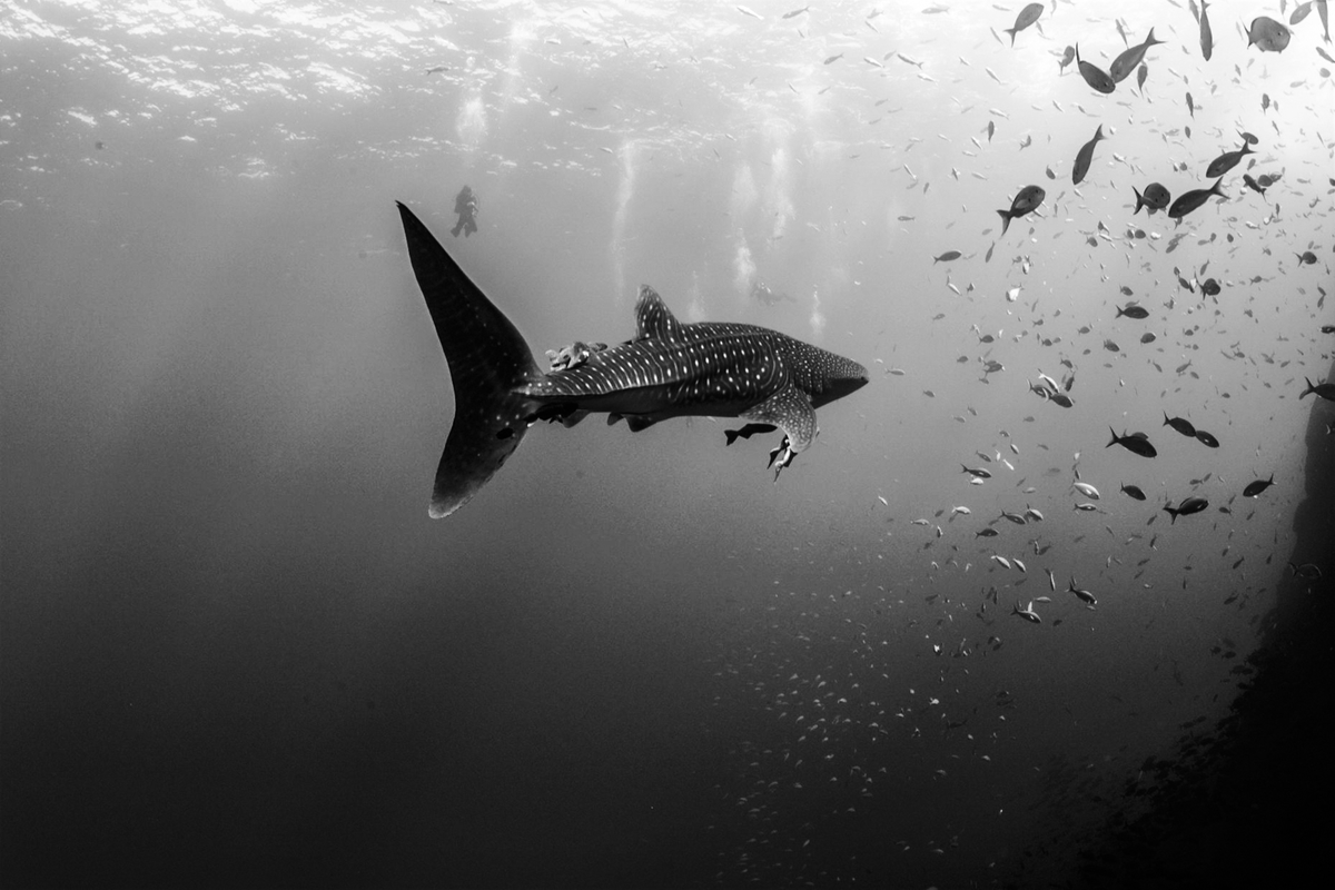 WhaleSharkRocky's tweet photo. Rules for swimming with WHALE SHARKS ๐๐๐ฆ #WhaleSharkWednesday
- Keep at least 16 ft distance
- Look don't touch
- Wear reef safe sunscreen
- Don't touch or stand on coral reefs
- No lights or cameras with flash
- Enter water slowly (no jumping)
๐ท Kim Nilsson Davidsson https://t.co/OmUVw2Ve28