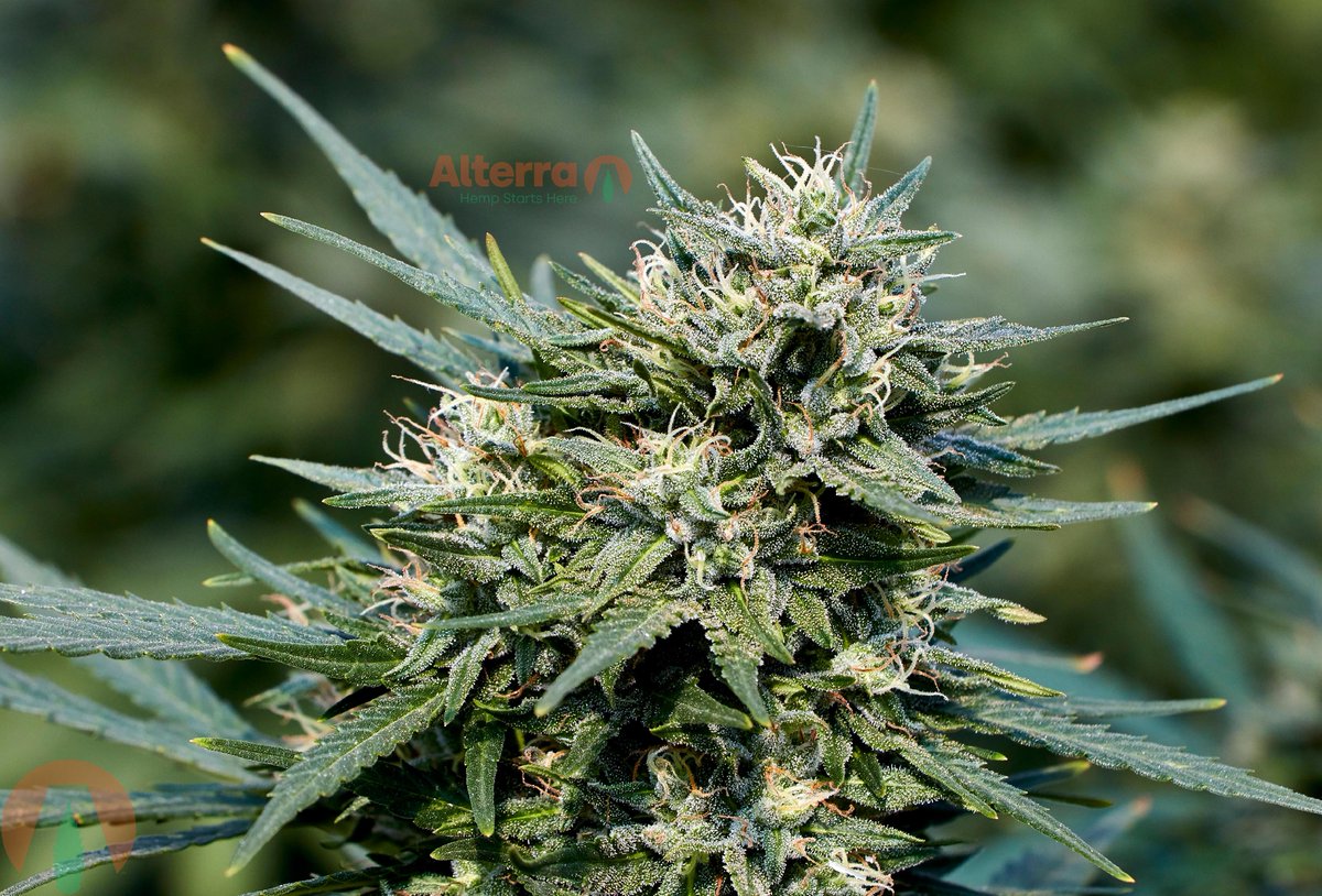 AlterraHemp's tweet photo. Massive buds, packed with resinous trichomes and dripping with terpenes. That about describes this top-secret photoperiod variety... Stay tuned for more details on this beauty. #HempStartsHere #AlterraHemp #HempClones  #CBGClones #CBDClones #Hemp https://t.co/Beg96sBfwg