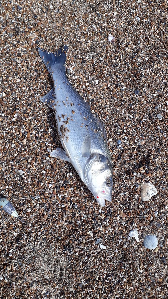 Dirtyh's tweet photo. A Bass off the beach, caught on a 2 hook flapper using lug worm. A short cast just beyond the breakers.
#fishing #bass #beachcaster https://t.co/WVVeCFLdqm