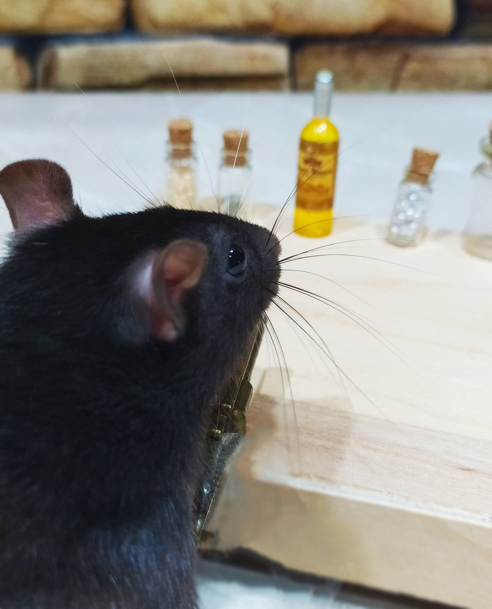 rat_manechka's tweet photo. Sniper🔫🐭🎯 https://t.co/7jBXR10Mtx