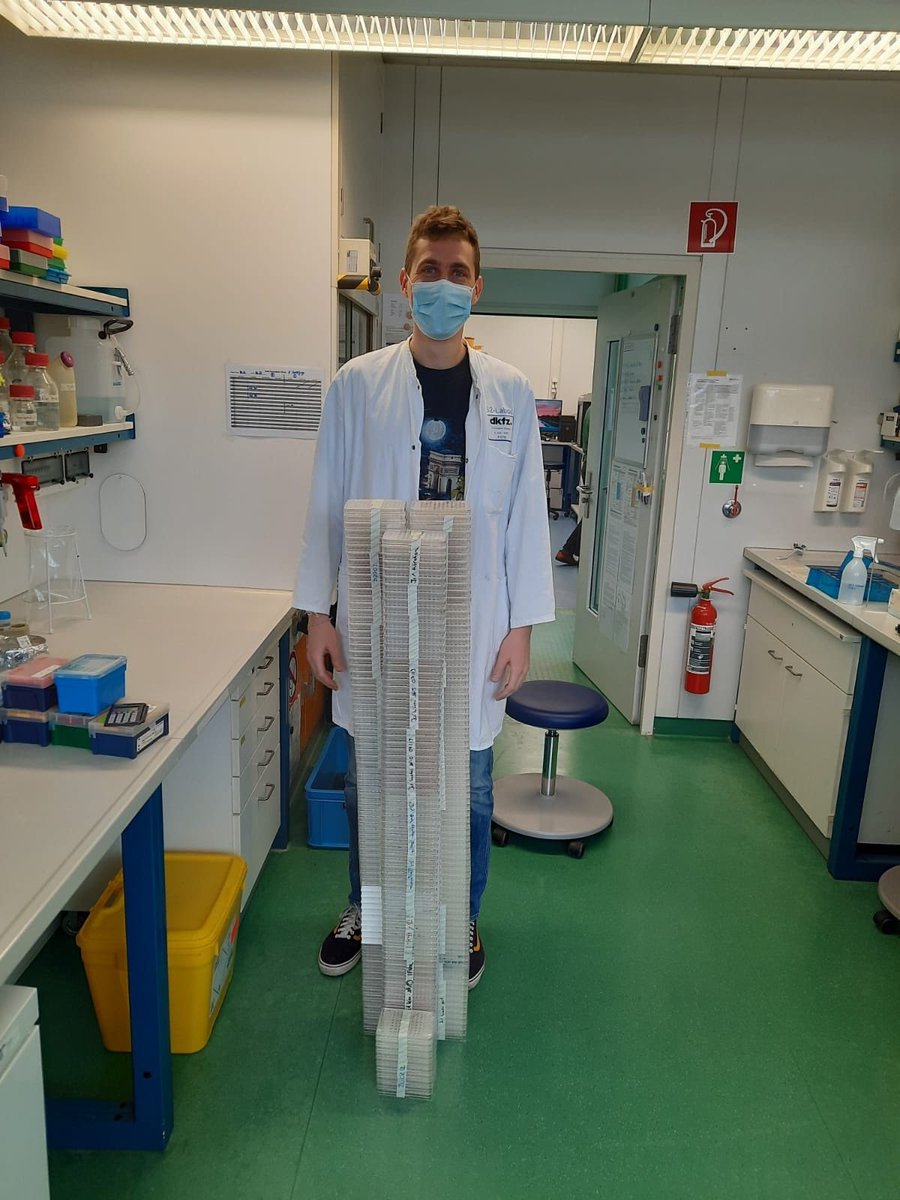 TheBinderLab's tweet photo. Haha, funnyβΒ we had our famous / infamous #labcleaning day today as well! Impressed by how big rooms can look once all the βhmm, we should keep this just in caseβ-stuff has been thrown out! π
E.g. @Christoefur11βs share of HCV TCID50 plates: https://t.co/oJHMpSCtJ2