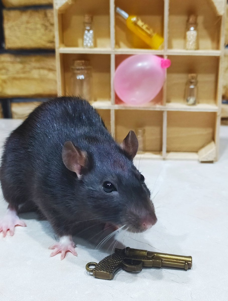 Now all the prizes are mine😎🐭🔫🎯