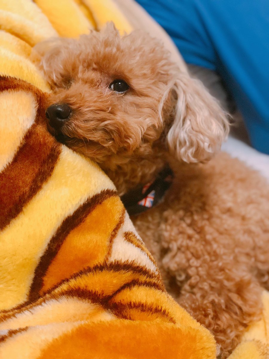 千葉でペットショップ売れ残りの犬を引き取りたい 譲渡会場所や里親費用22年の最新速報 ワンコと一緒にハッピーライフ