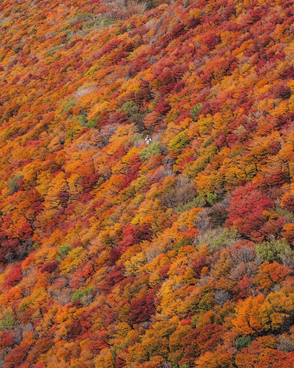 Tarion Well I Wonder Whether The Color Is Still The Same Now Credit To Lovehair Lyo 大船山 大船山山頂 九重 九重登山 大船山紅葉 Rox Capture 絵のような写真が好き 九重連山 紅葉登山 Yamahack 私の山フォト Reco Ig Team Jp