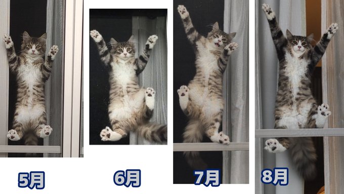 これ見た人は子猫の成長した画像貼れ 幸せいっぱいビフォーアフターまとめ Togetter これ見た人は子猫の成長した画像貼れ 幸せいっぱいビフォーアフターまとめ Togetter