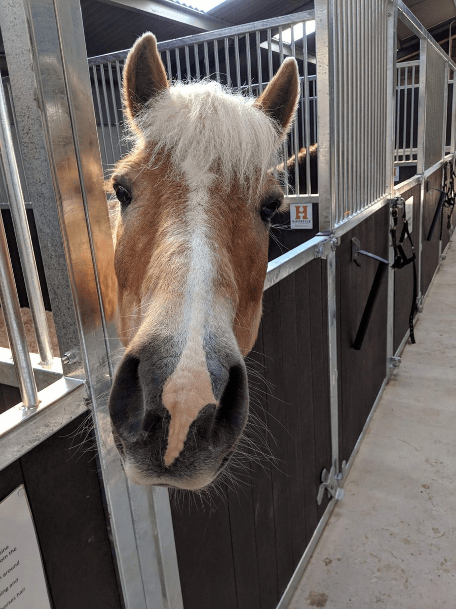CavalierCentre's tweet photo. 6 HOURS TO GO! Stubbs says, what are you waiting for?! Get online and bid NOW! #charity #supportlocal https://t.co/1B1Hacd74I https://t.co/JgzGNeyl5m