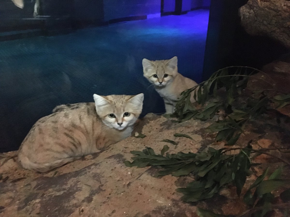 NCZoo's tweet photo. Come see Layla, our sand cat kitten that is growing up fast! Desert dome is now open daily with limited capacity. https://t.co/MH7ColX6kA