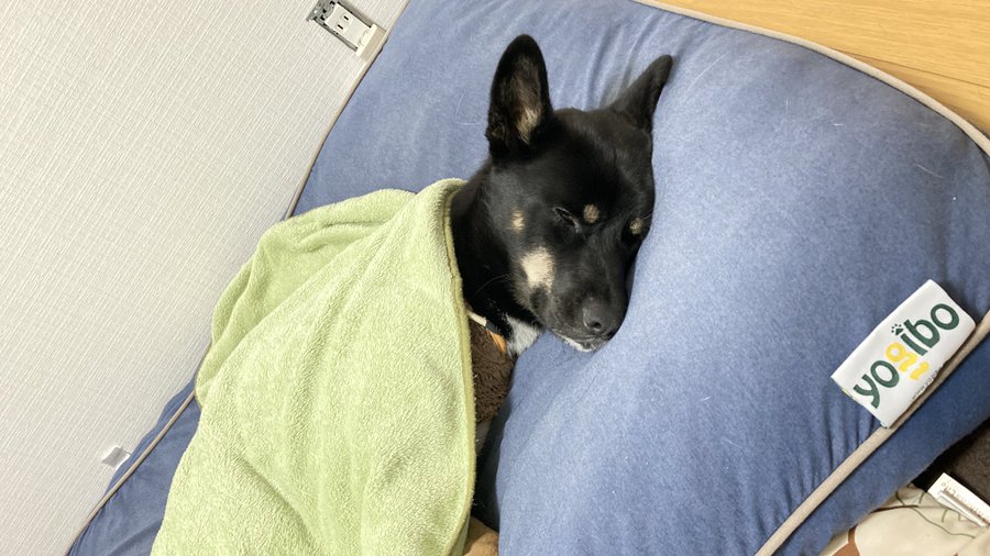 愛犬用ヨギボー ドギボー Doggybo の口コミは サイズや注意点を紹介 あるわなブログ