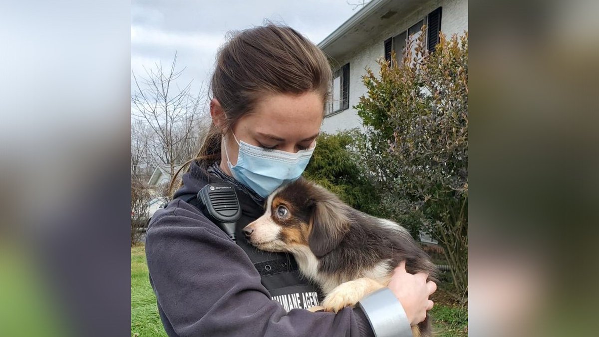 fox28columbus's tweet photo. Over 40 Australian Shepherds are in the care of Columbus Humane and Franklin County Dog Shelter following an animal cruelty investigation by Reynoldsburg Police. 

DETAILS: https://t.co/6gHfNFER3x (Photo: Columbus Humane) https://t.co/s3wKENuh6r
