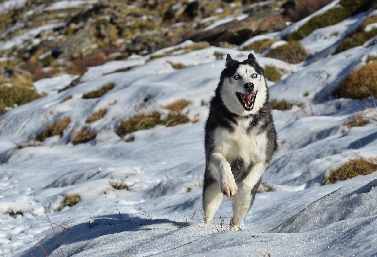 khumbusibe's tweet photo. Here are some pictures of Arko from his fun day in the snow last week #dogsoftwitter #dogs #husky #sierranevada #snow #andalucia https://t.co/VefBGBazu9