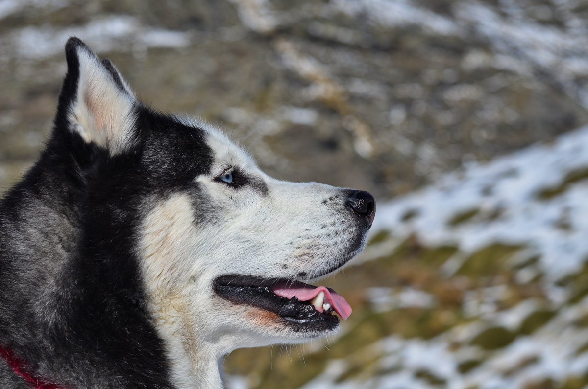 khumbusibe's tweet photo. Here are some pictures of Arko from his fun day in the snow last week #dogsoftwitter #dogs #husky #sierranevada #snow #andalucia https://t.co/VefBGBazu9