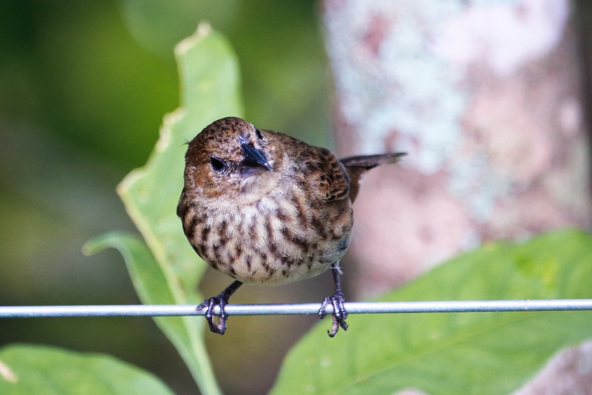 PhotoSingle's tweet photo. Female
Blue-black Grassquit
🇧🇷 Fêmea de Tiziu

#photography #foto #nature #bird #female #brazil #brasilia https://t.co/J4skdZypch